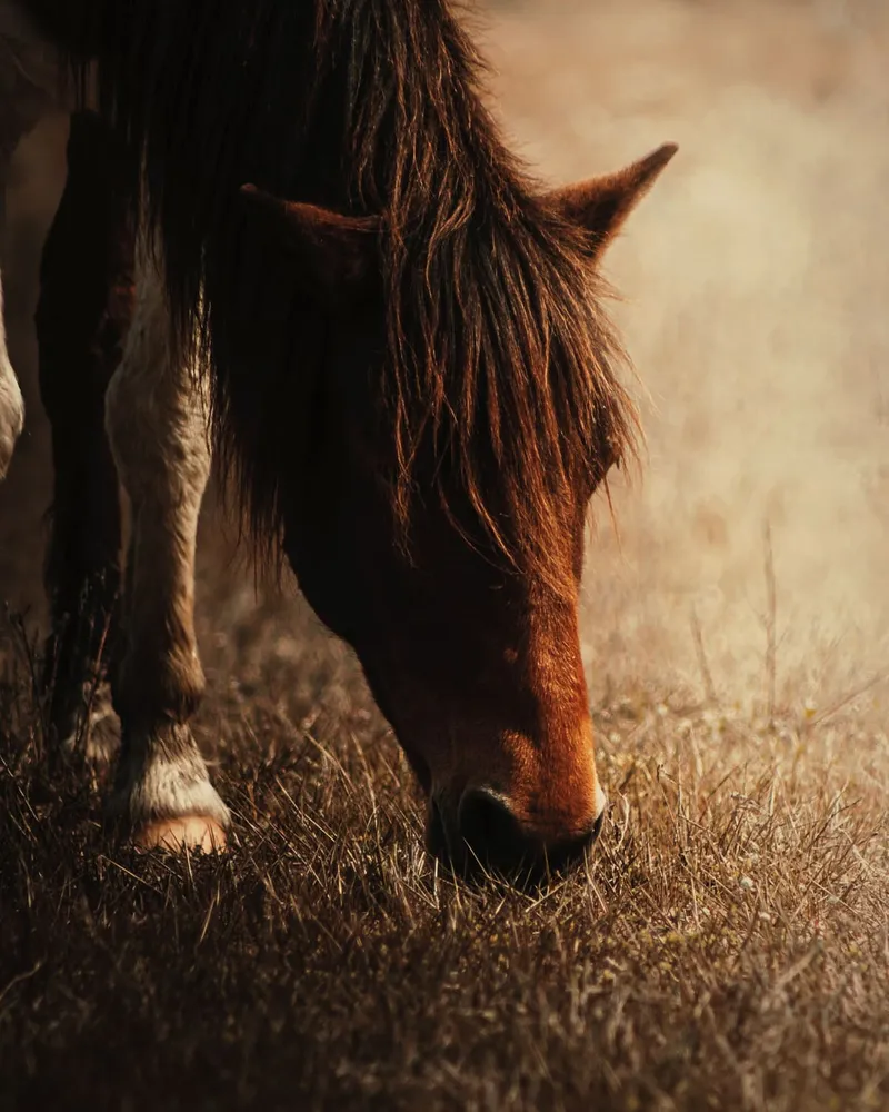 A brown horse with a thick mane grazing on dry grass in warm light