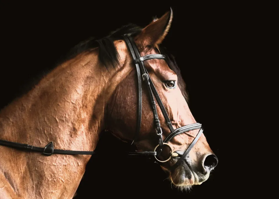 A bay horse in a plain snaffle bridle, side-lit against a dark background