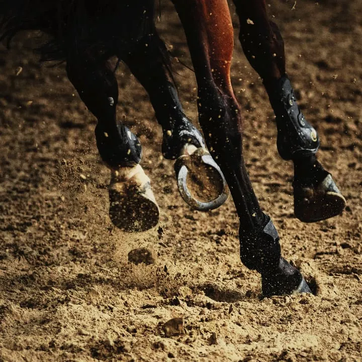 A horse's legs, in boots, cantering through sand