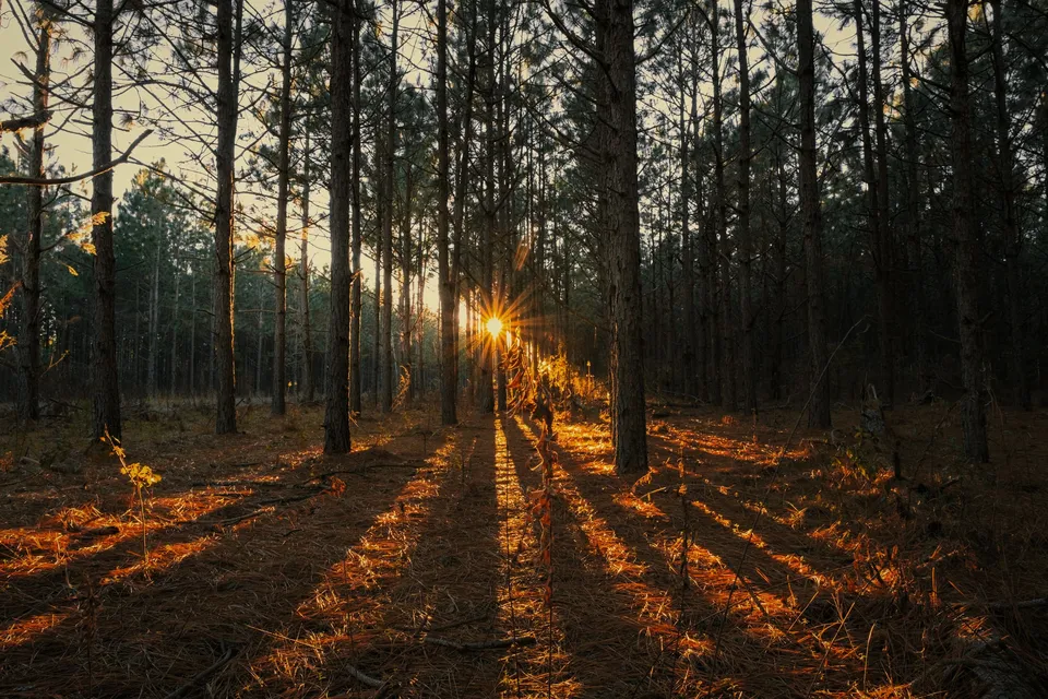 Rows of tall pines with low sun across the pine straw