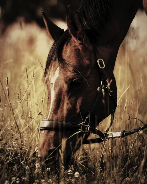 A bay horse grazing close in long grass, its head down